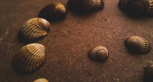 沙什锦的贝壳 · 免费素材图片
