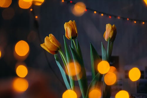 橙色郁金香与景灯 · 免费素材图片
