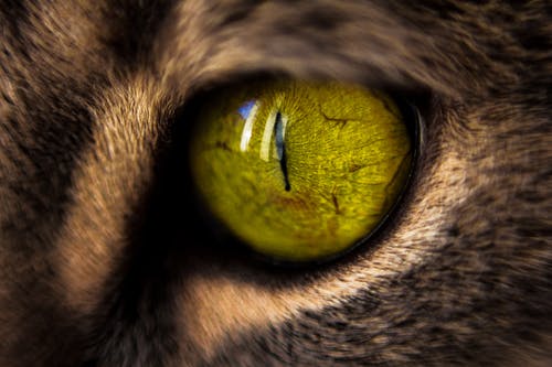 绿猫眼的微距摄影 · 免费素材图片