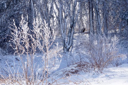 被雪覆盖的树木 · 免费素材图片