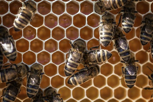 蜜蜂和蜂巢 · 免费素材图片