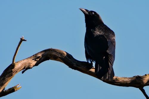 黑鸟在褐色的浮木上 · 免费素材图片