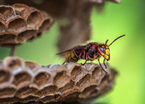 黄色和红色的蜜蜂微距镜头摄影 · 免费素材图片