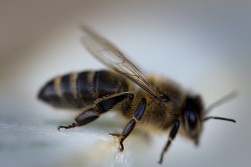 蜜蜂特写摄影 · 免费素材图片