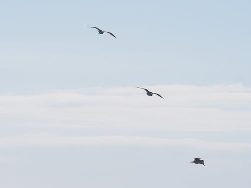 三只鸟在白天在蓝天下飞翔 · 免费素材图片
