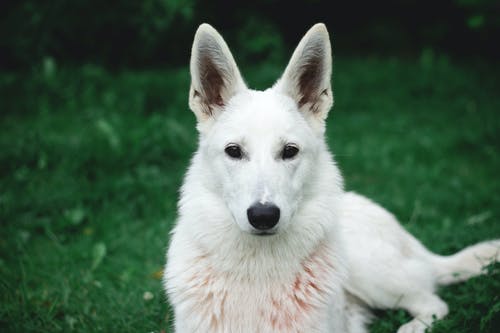 白色德国牧羊犬的照片 · 免费素材图片