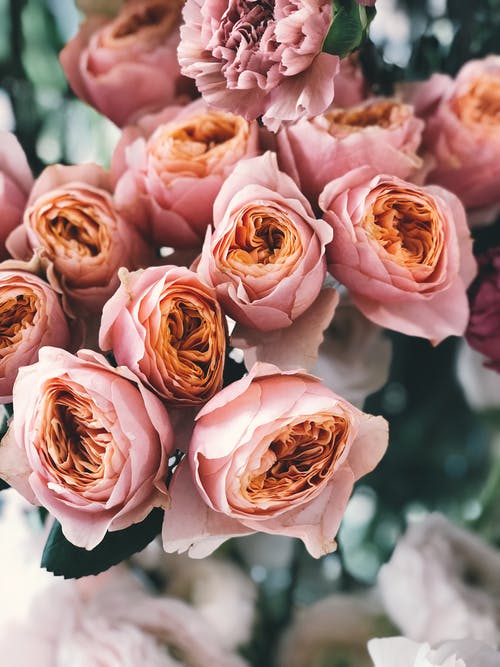 粉红玫瑰花束 · 免费素材图片