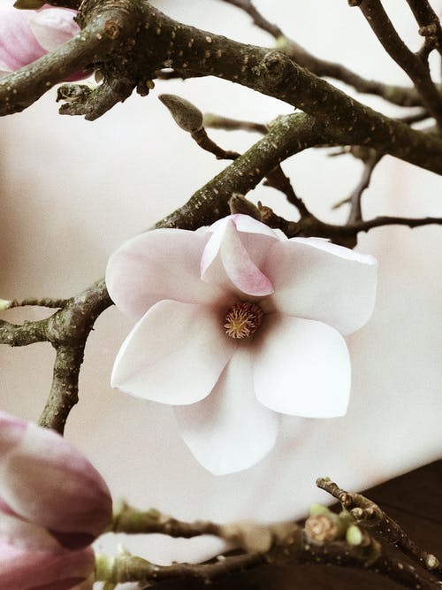 白色和粉红色的樱花 · 免费素材图片