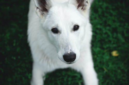 一只白狗的摄影 · 免费素材图片