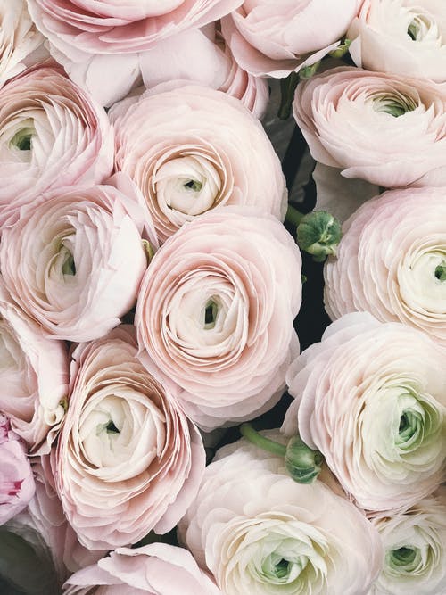 粉色花瓣花的特写摄影 · 免费素材图片