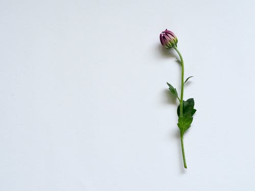 白色表面上的紫色花瓣花 · 免费素材图片