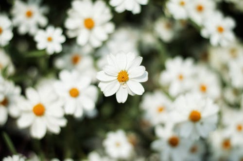 白色雏菊的特写摄影 · 免费素材图片