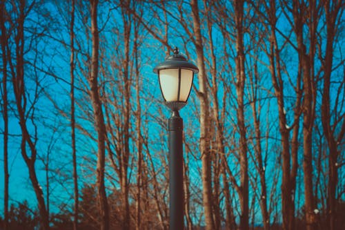 无叶树木附近的黑灯柱 · 免费素材图片