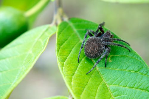 蜘蛛在叶子上的特写摄影 · 免费素材图片