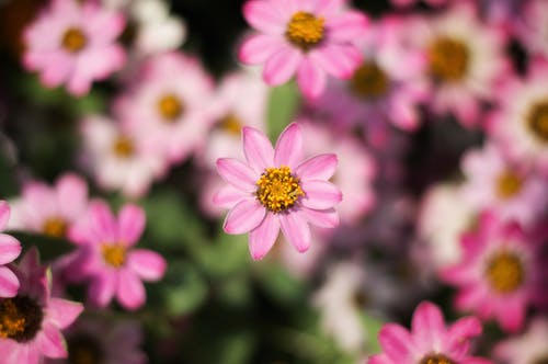 粉红色的花的特写摄影 · 免费素材图片