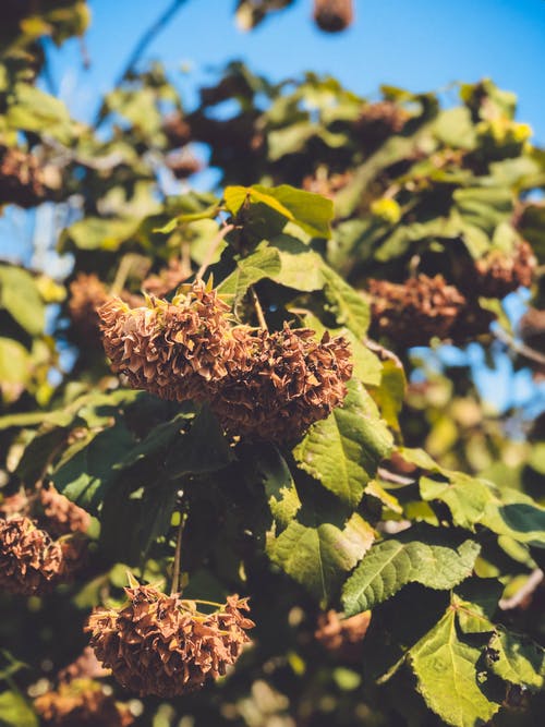 棕色花瓣花 · 免费素材图片