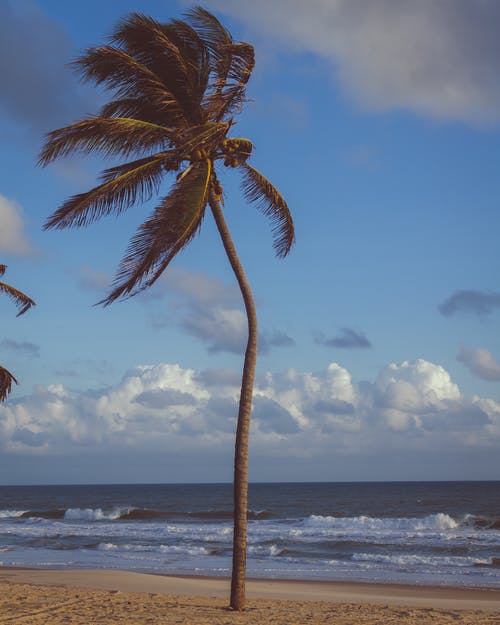 椰子棕榈树附近海 · 免费素材图片