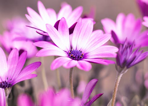 紫色雏菊花的选择性照片 · 免费素材图片