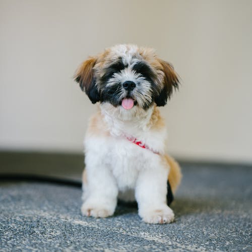 白色，棕色和黑色的西施犬幼犬 · 免费素材图片