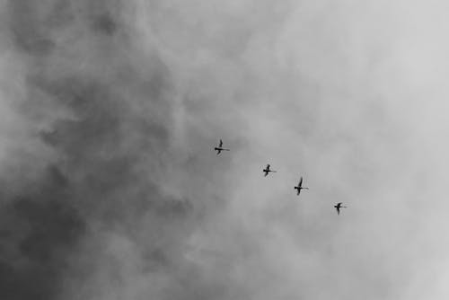 四只飞鸟的低角度摄影 · 免费素材图片