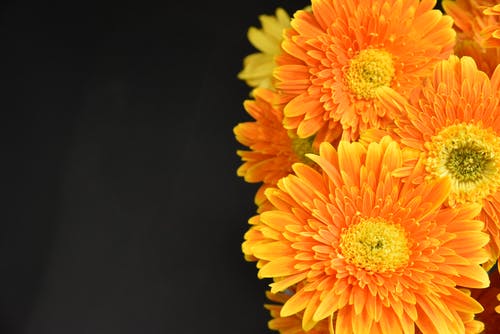 橙花的微距摄影 · 免费素材图片