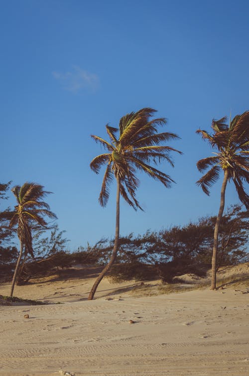 蓝蓝的天空下的棕色土壤上的椰子树 · 免费素材图片