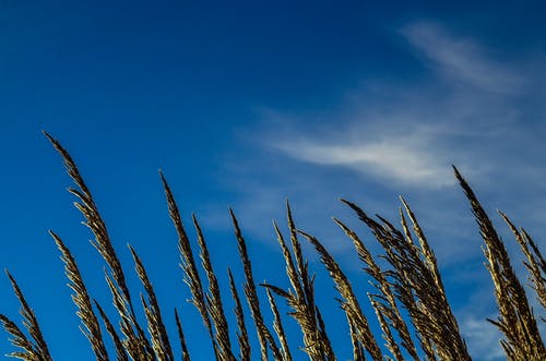 湛蓝的天空下的绿色小麦 · 免费素材图片