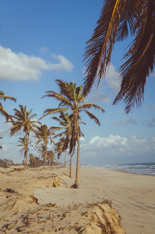 白天在海边的椰子树 · 免费素材图片