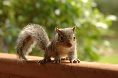 棕色松鼠的选择性聚焦摄影 · 免费素材图片
