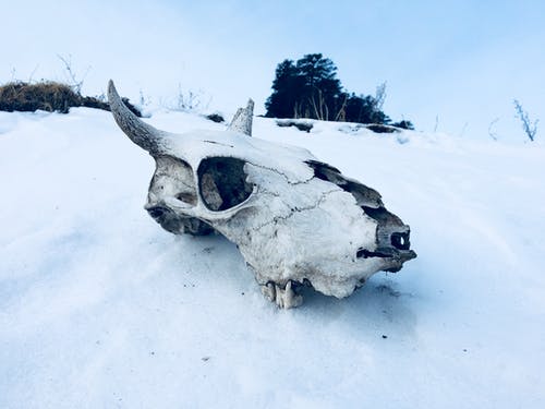 在被雪覆盖的地面上的动物头骨 · 免费素材图片