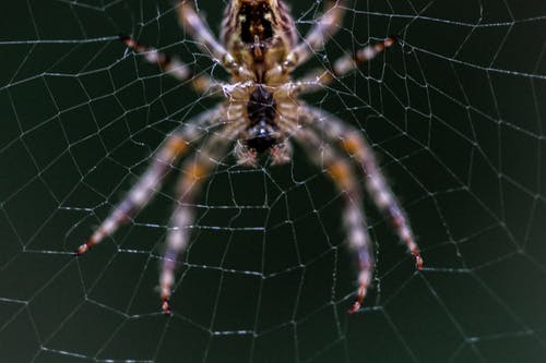 Web上的谷仓蜘蛛的特写选择性聚焦摄影 · 免费素材图片