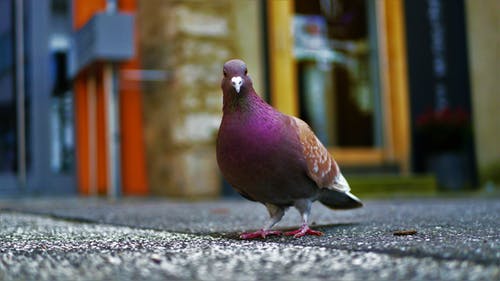 站在黑混凝土表面上的紫色鸽子 · 免费素材图片