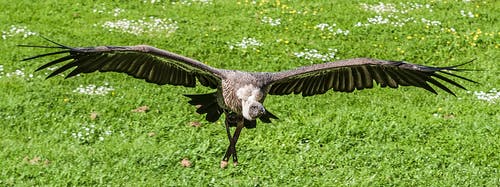黑色和灰色秃鹰在白天飞 · 免费素材图片