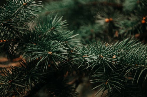绿松树摄影 · 免费素材图片