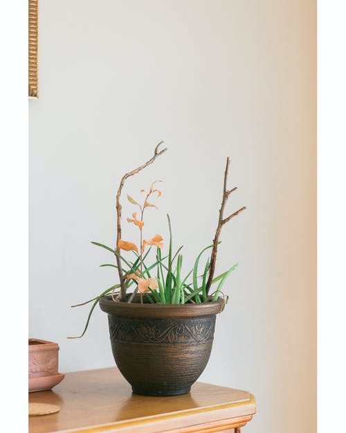 绿色芦荟植物与棕色陶瓷花盆 · 免费素材图片