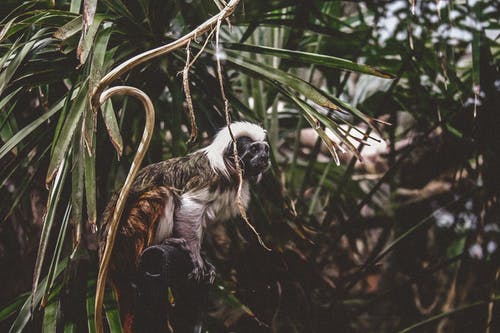 猴子在树上的选择性聚焦摄影 · 免费素材图片
