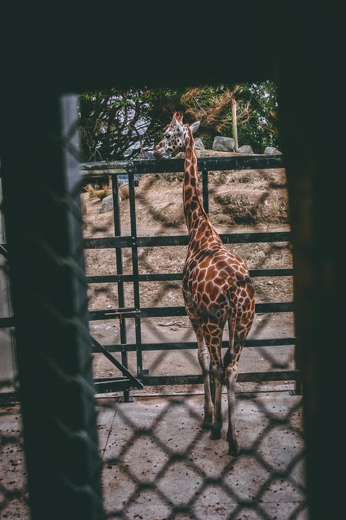 棕色和米色长颈鹿站在黑金属栅栏附近 · 免费素材图片