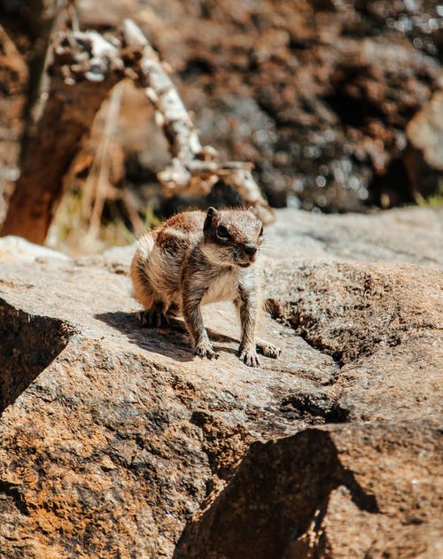 松鼠在岩石上 · 免费素材图片