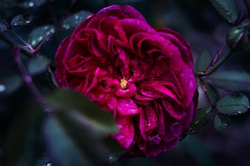 粉红色的花的浅焦点摄影 · 免费素材图片