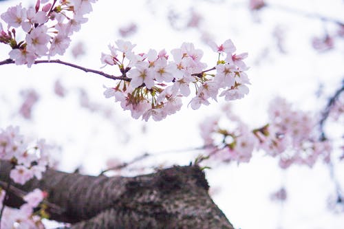 粉色花瓣花的选择性摄影 · 免费素材图片