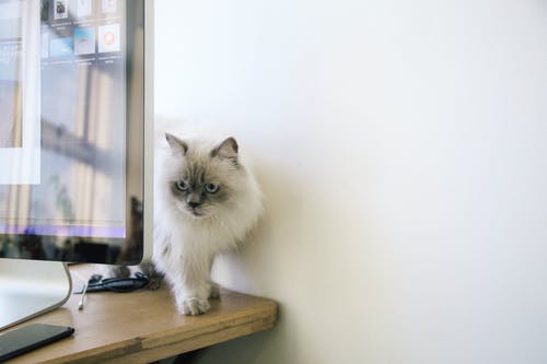 白色和灰色的皮毛猫 · 免费素材图片