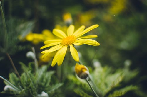 黄色雏菊花在特写摄影 · 免费素材图片