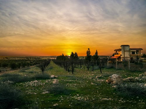 夕阳下的树木 · 免费素材图片