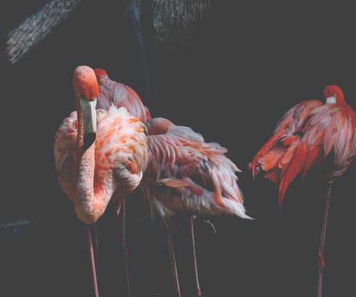 三个粉红色的火烈鸟 · 免费素材图片