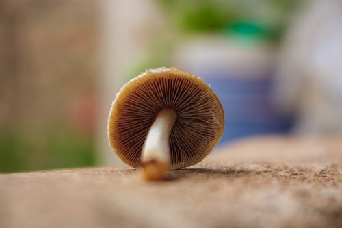 棕色蘑菇的浅焦点摄影 · 免费素材图片