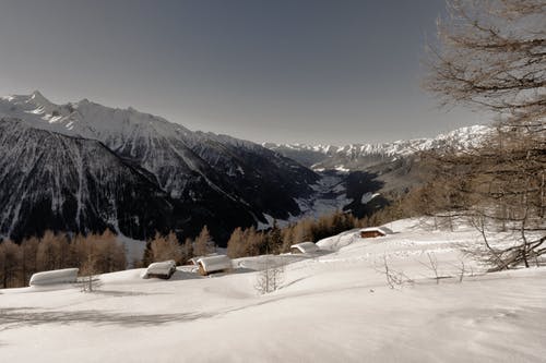 白天，白雪覆盖的山脉附近的棕色叶树 · 免费素材图片