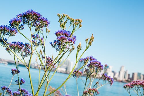 紫色花瓣花的选择性焦点照片 · 免费素材图片