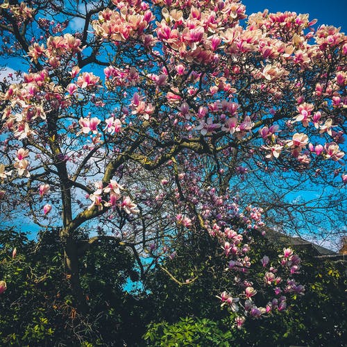 粉色花朵照片 · 免费素材图片
