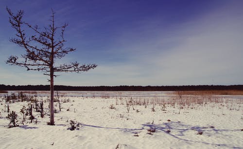 沙漠上的树 · 免费素材图片