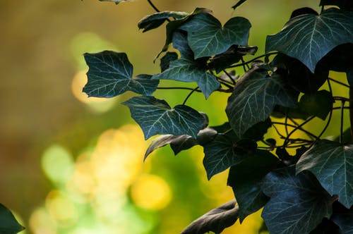 绿叶植物的选择性聚焦摄影 · 免费素材图片